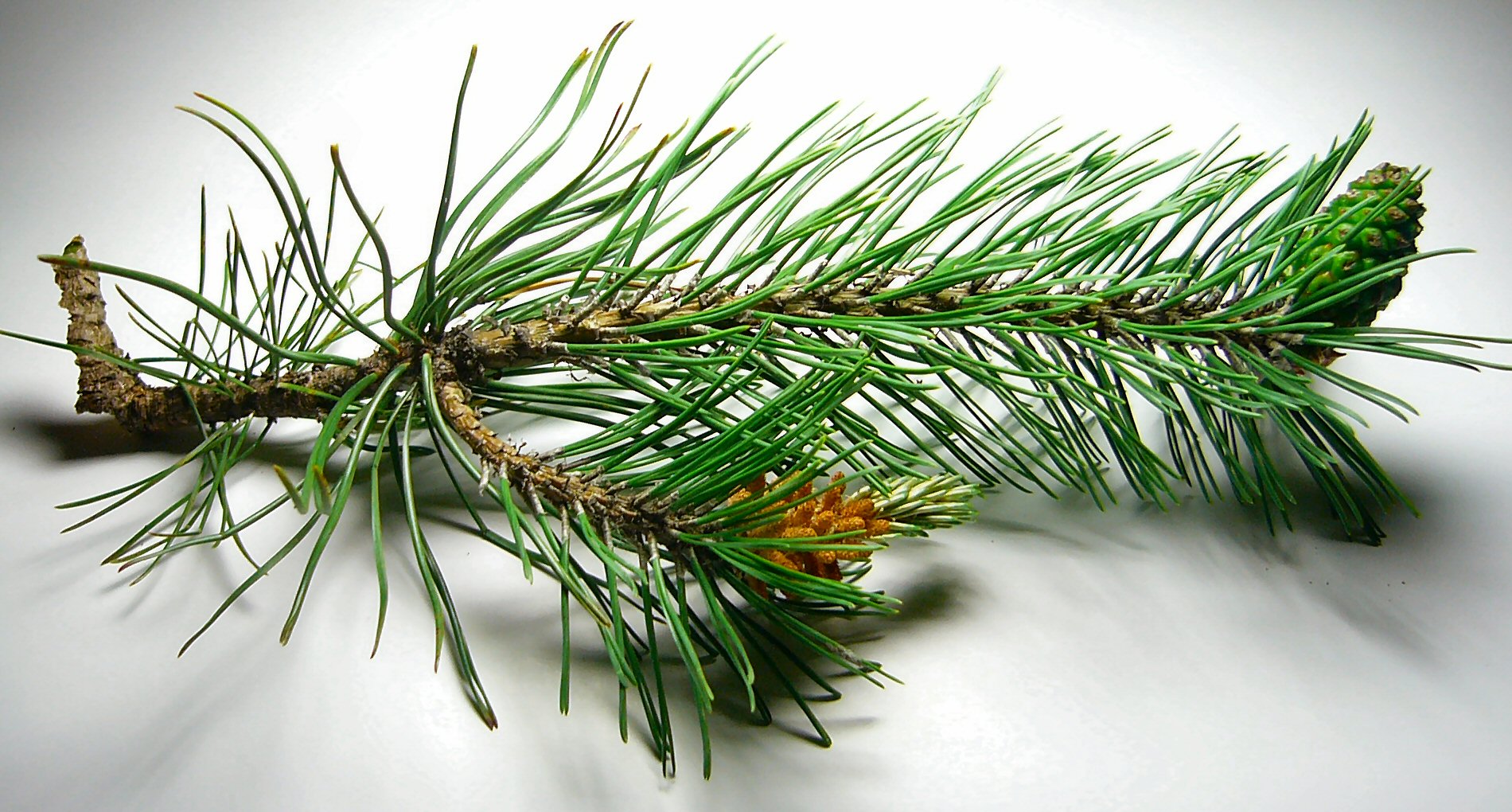 Полезные свойства сосны Полезные свойства сосны