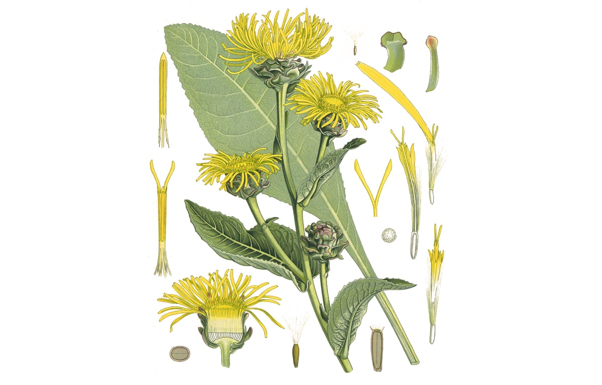 Девясил – девять сил в борьбе с суставными заболеваниями