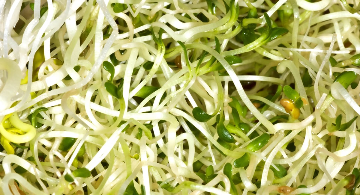 Проростки люцерны Проростки люцерны