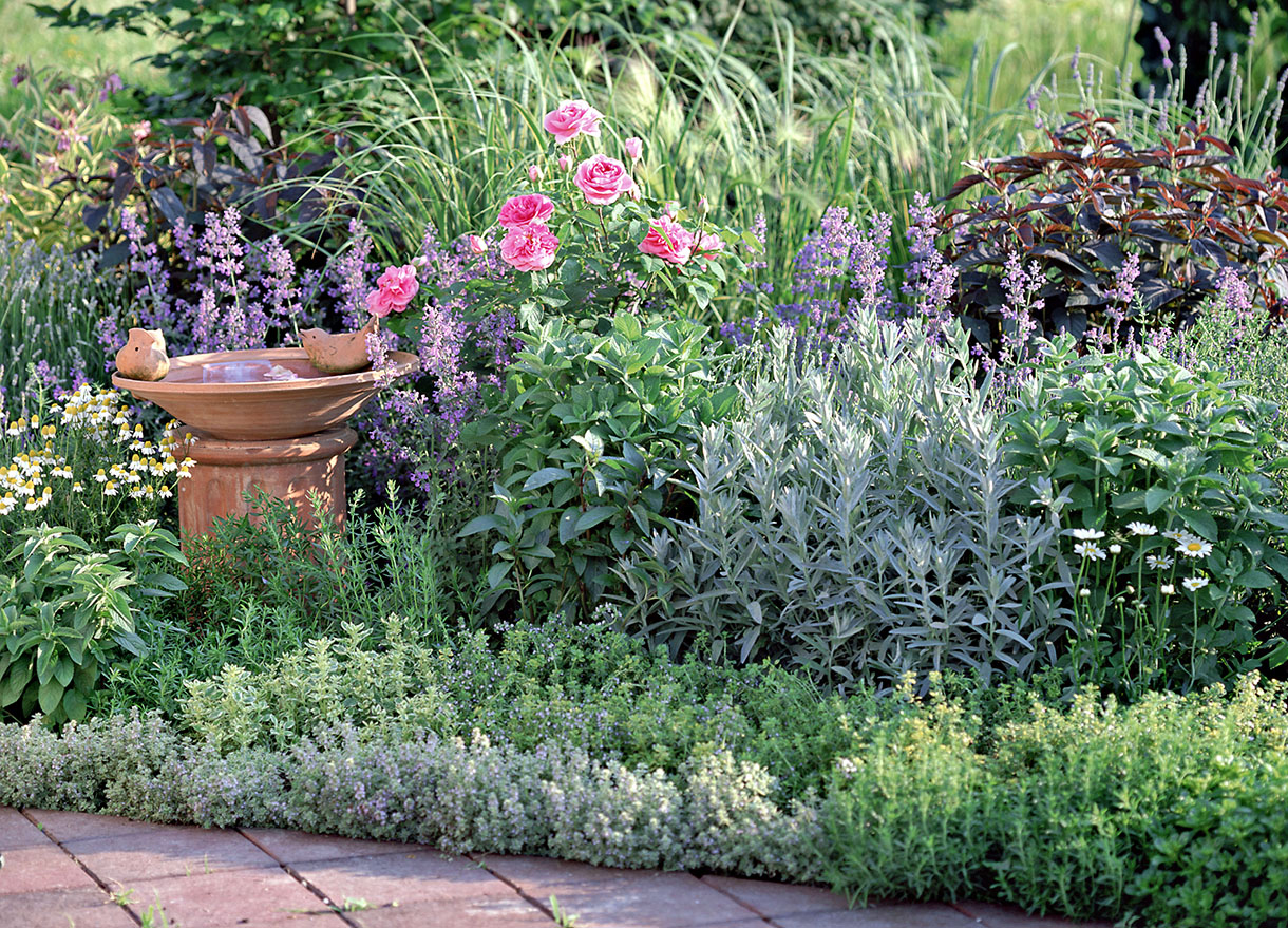 Лекарственный огород в саду Лекарственный огород в саду