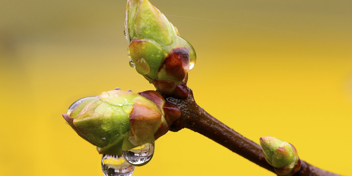 Гоммеотерапия Гоммеотерапия