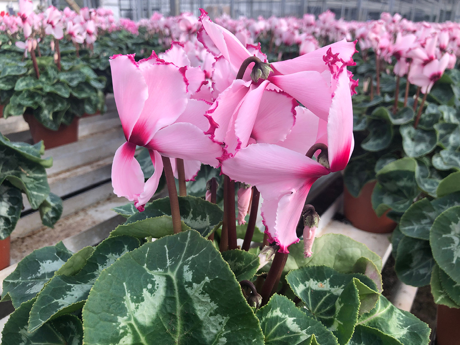 Лечебные свойства цикламена Лечебные свойства цикламена