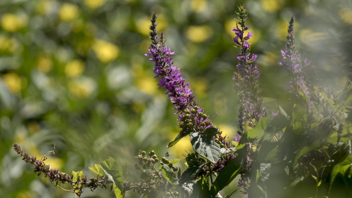 Фитомедицина — путь к здоровью