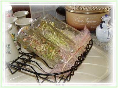 Как прорастить семена люцерны1