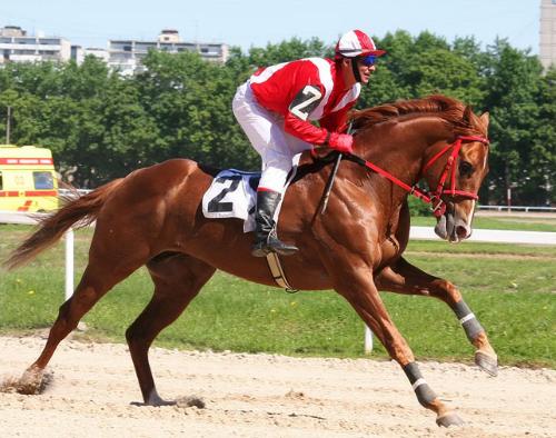 жокей на лошади