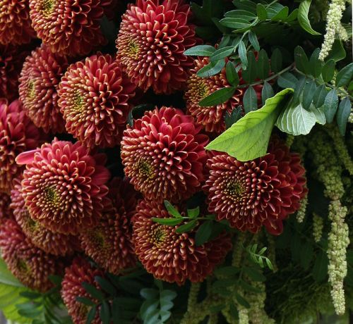 хризантемы