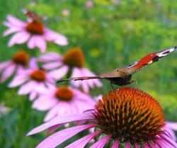 Эхинацея как панацея. Укрепляем иммунитет Эхинацея как панацея. Укрепляем иммунитет