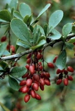 Барбарис в народной медицине Барбарис в народной медицине