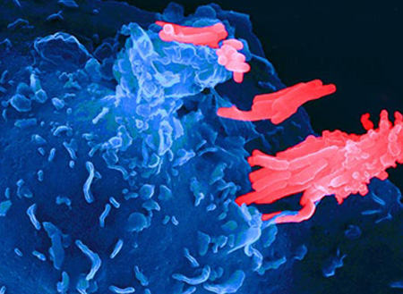 Заметное улучшение в работе иммунной системы