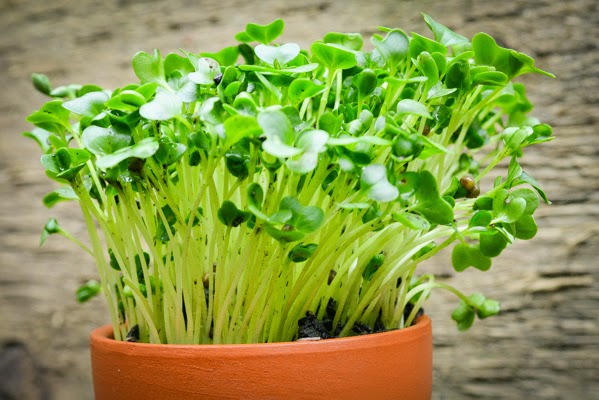 Жизненная энергия в ростке Жизненная энергия в ростке