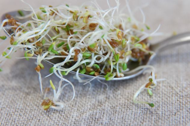 Проростки люцерны и холестерин Проростки люцерны и холестерин