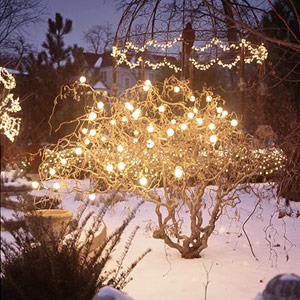 НГв саду дерево