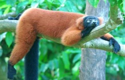 Как побороть лень? Как побороть лень?