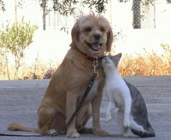 Недуги людей и домашние животные Недуги людей и домашние животные