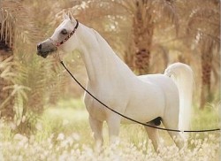 Виды конного спорта Виды конного спорта