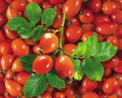 Зеленая аптека Зеленая аптека