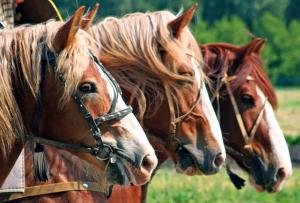 Жокей голодный, а кобыле легче Жокей голодный, а кобыле легче