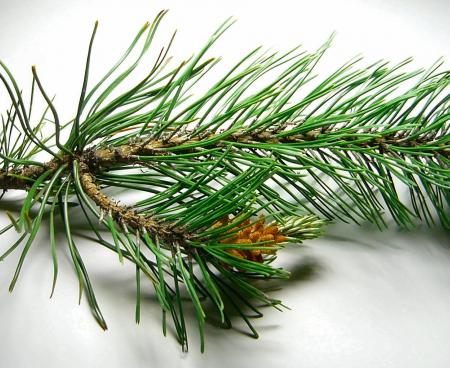 Полезные свойства сосны