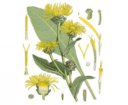 Девясил – девять сил в борьбе с суставными заболеваниями Девясил – девять сил в борьбе с суставными заболеваниями