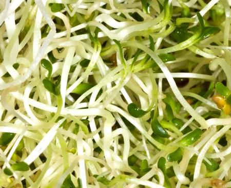 Проростки люцерны