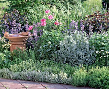 Лекарственный огород в саду Лекарственный огород в саду