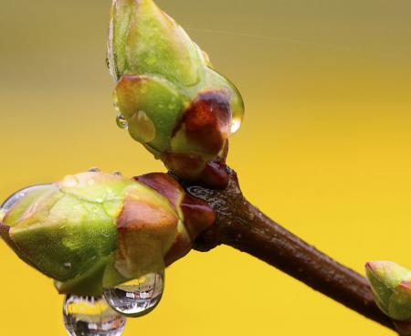 Гоммеотерапия