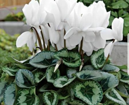 Как лечить гайморит цикламеном