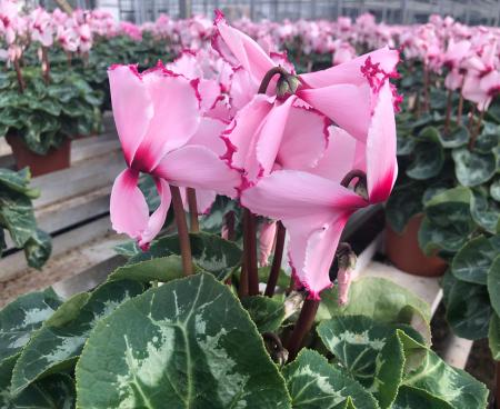 Лечебные свойства цикламена