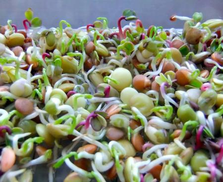 Способы проращивания семян