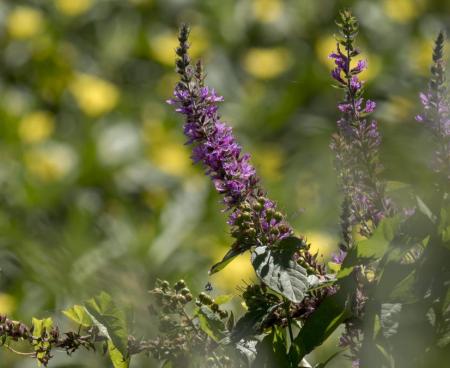 Фитомедицина — путь к здоровью