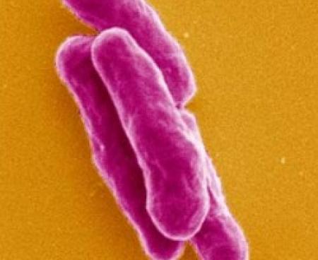 Инфекционные болезни в современном обществе