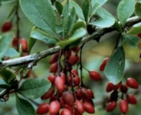 Барбарис в народной медицине