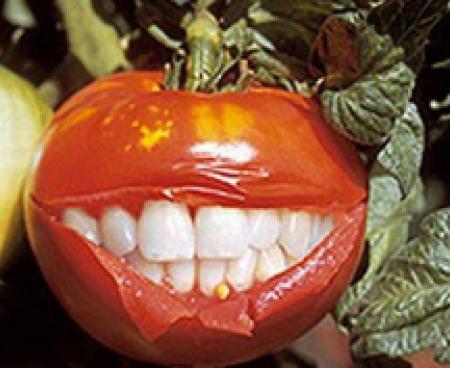 Есть или не есть Есть или не есть