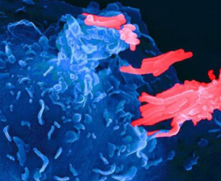 Заметное улучшение в работе иммунной системы