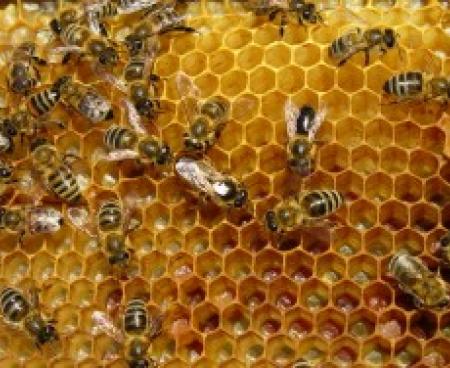 Лекарство из улья