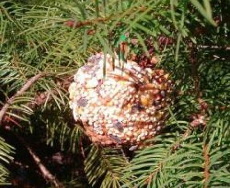 Простые идеи с шишками Простые идеи с шишками