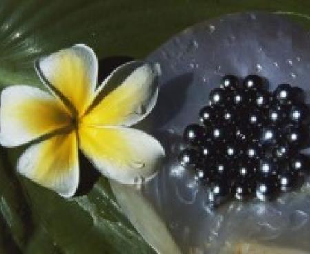 Виды жемчуга